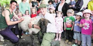 Flocking to sheep shearing