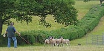 Sheepdog trials benefit cancer charity