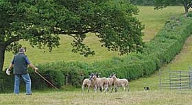 Sheepdog trials benefit cancer charity