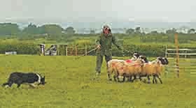 Popular sheepdog trial at Plasterdown
