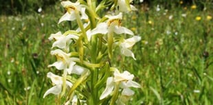 Rare species on the increase on Dartmoor