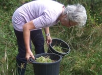 The new exhibition at Okehampton's museum will really grow on you...