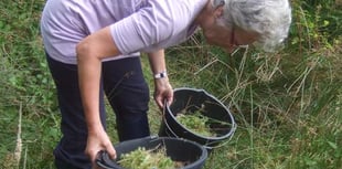 The new exhibition at Okehampton's museum will really grow on you...