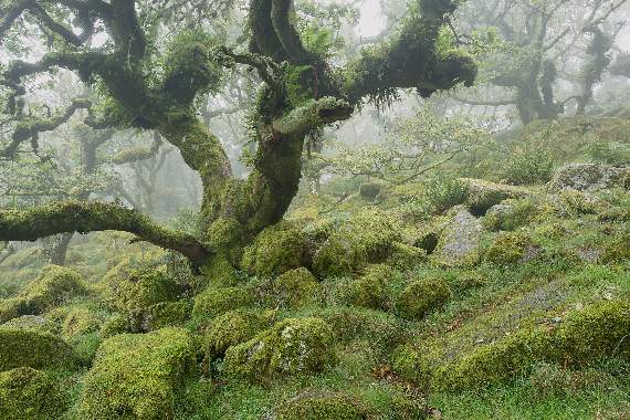 Temperate Rainforest in the UK - Woodland Trust