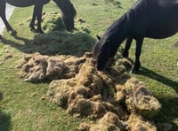 People warned to not dump garden waste on Dartmoor