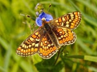 Dartmoor butterfly project shortlisted for national award