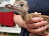 Injured exotic bird discovered in Princetown