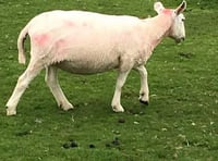 Police appeal to track down sheep rustlers