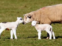 Sheep worrying can kill unborn lambs, warns Dartmoor livestock officer