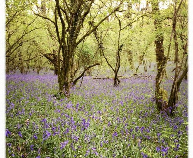 Okehampton Hamlets to boost wildlife in woods