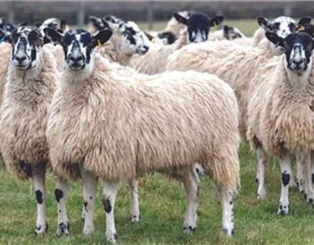 Twenty-five pregnant ewes stolen from Sourton farm