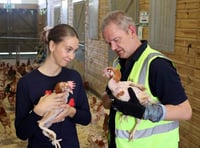 Charity rehomes 4,300 hens saved from slaughter