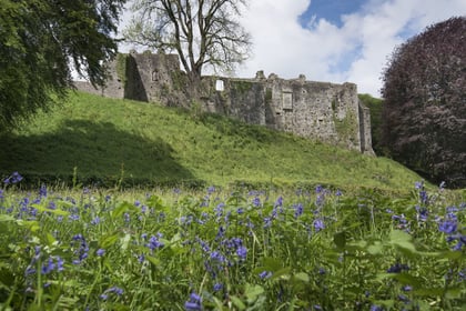 Bluebell Sunday returns this May
