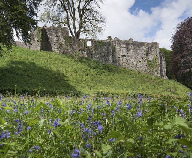 Bluebell Sunday returns this May