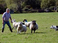 Watch sheepdogs at work on moor