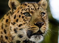 Watch the world's rarest leopard settle in at Dartmoor Zoo