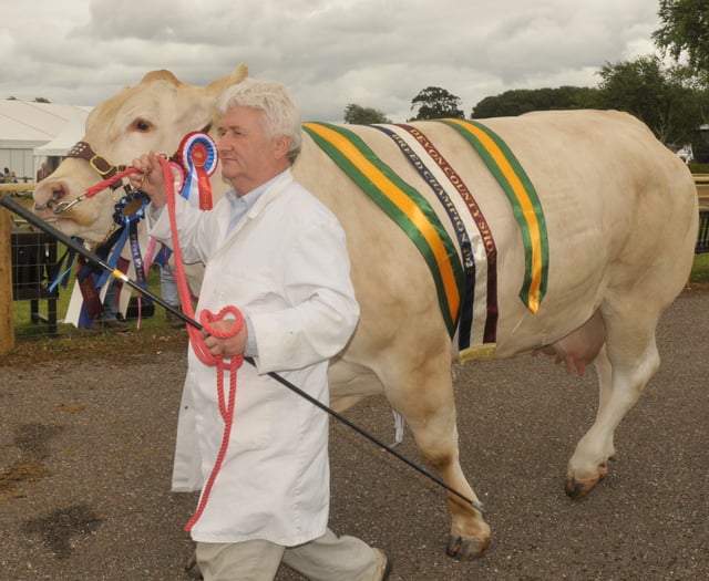 Prize winning cattle strut their stuff 