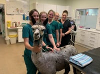 Joker the Lydford alpaca is a favourite with his local vets