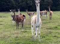 Farmers rescue llamas after death of owner