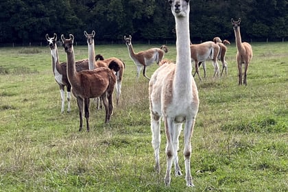 Farmers rescue llamas after death of owner