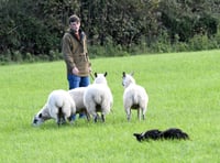 Theft of sheep in Tavistock area 