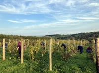 The community hoping to make their own wine