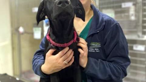 Tavistock Vets Warn Of Xmas Food And Decorations Danger To Dogs 