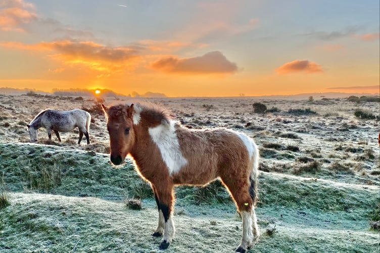 Pony near Postbridge 