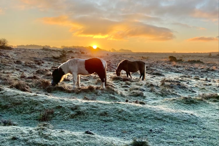 Frosty Morning near Postbridge