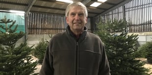 Christmas 'definitely not cancelled' on Tamar Valley Xmas tree farm