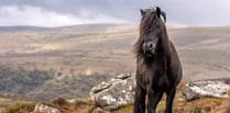 Charity steps in with incentives to support native Dartmoor ponies