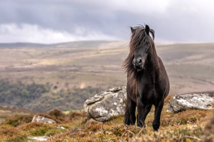 Charity steps in with incentives to support native Dartmoor ponies