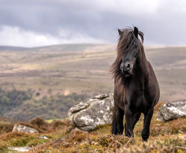 Charity steps in with incentives to support native Dartmoor ponies