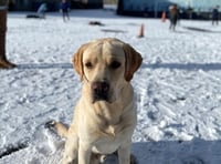 Tails of a school dog