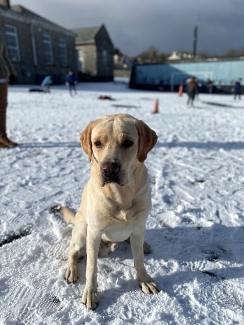 Tails of a school dog