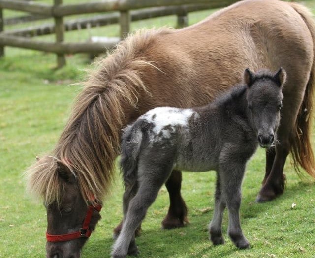 Dartmoor's Miniature Pony Centre closes