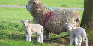 Increase of ‘livestock worrying’ incidents highlighted by Police
