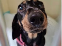 Westmoor Vets Braveheart Award goes to Dottie the dashshund