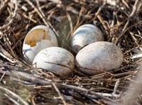 LETTER TO THE EDITOR: Swaling conflicts with nesting season