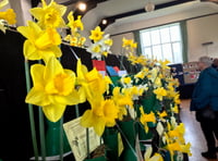 Sweet scent and golden blooms at Bere Ferrers Spring Show