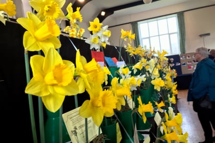 Sweet scent and golden blooms at Bere Ferrers Spring Show