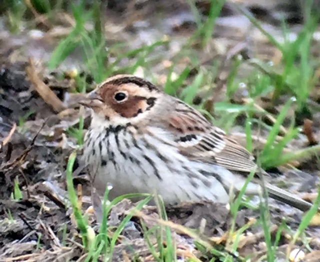 Spectacular rare bird spotted in the Valley