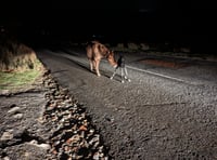 Driver stunned as Dartmoor pony is born in the middle of the road