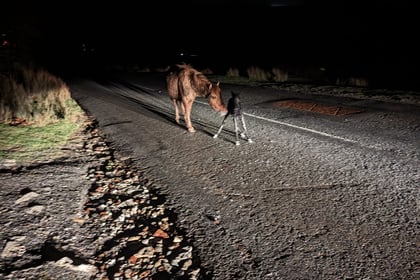 Driver stunned as Dartmoor pony is born in the middle of the road