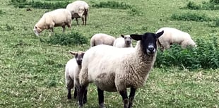 Dartmoor policy could destroy upland farming