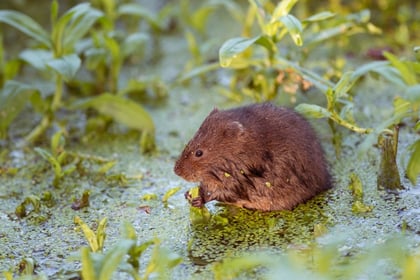 Can you help save the water vole? Volunteers needed to join survey