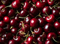 Pick your own cherries in July