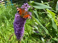 Community gardeners sought