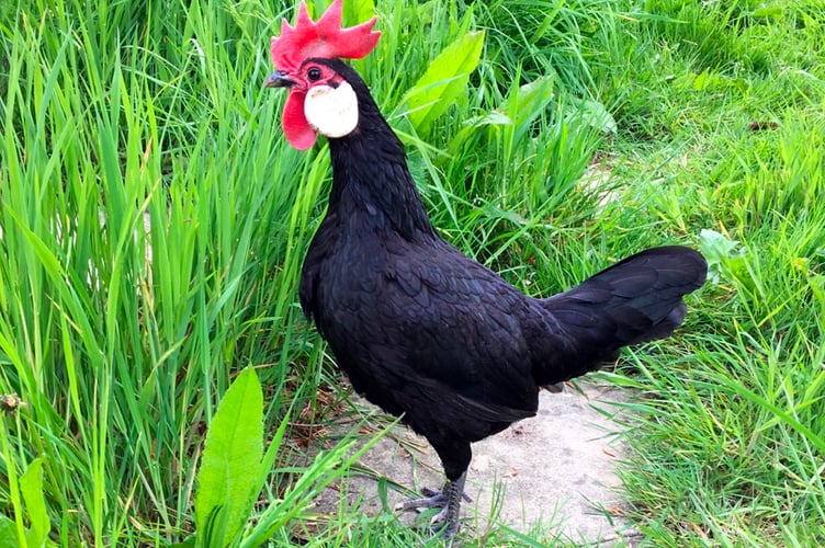 The Hen House Farm, a family run business on the banks of The River Tamar supplying happy hens as pets and a wealth of chicken related experiences to families, schools, camp sites and carehomes.
(For Animal matters July 2023)