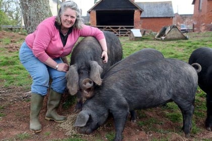 More pigs than ever heading to Okehampton Show
